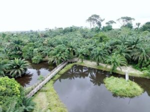 Image of LUFASI Park (Lekki) 